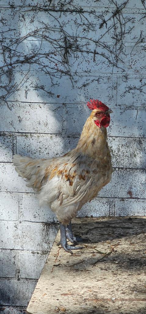 Coq de poulet Ayam Cemani X à vendre, Mâle, Poule ou poulet