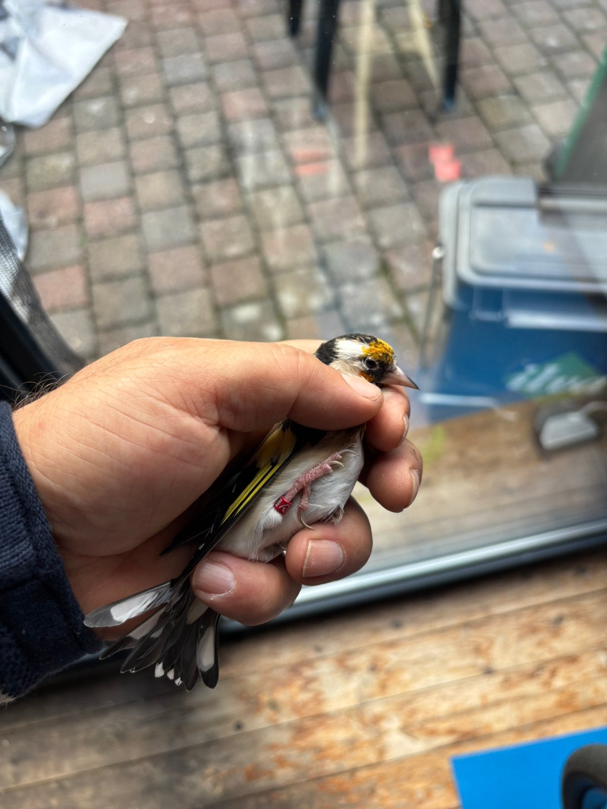putter Goldfinches 24