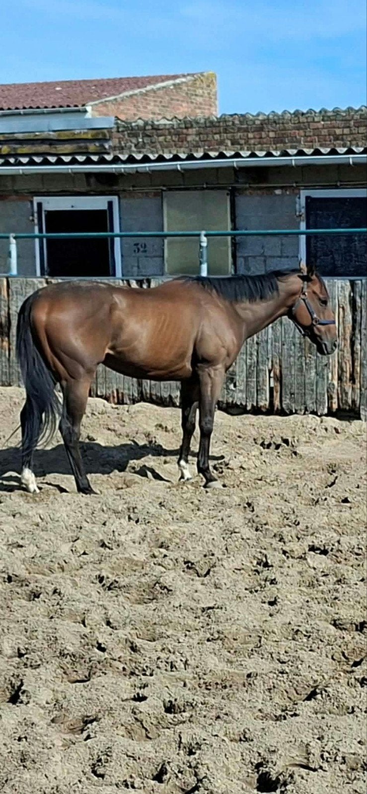 ruin 4jaar braaf recreatie paard, Dieren en Toebehoren, Ophalen