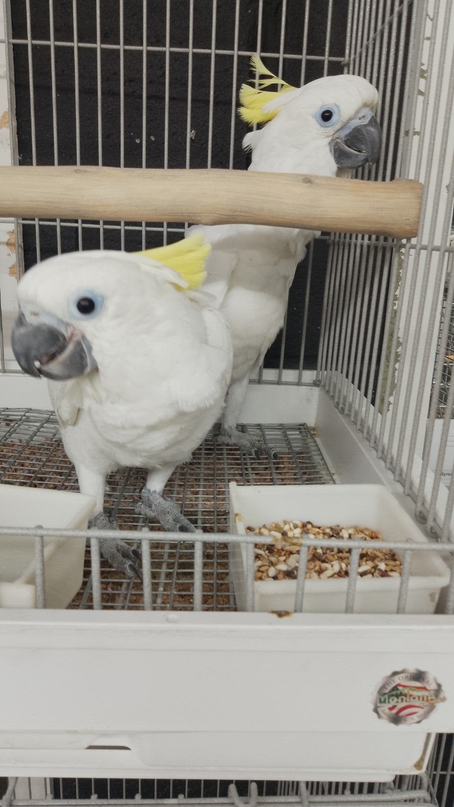 Tamme baby Triton Kakatoe man met DNA en getest op alle ziek, Dieren en Toebehoren, Mannelijk, Papegaai, Geringd