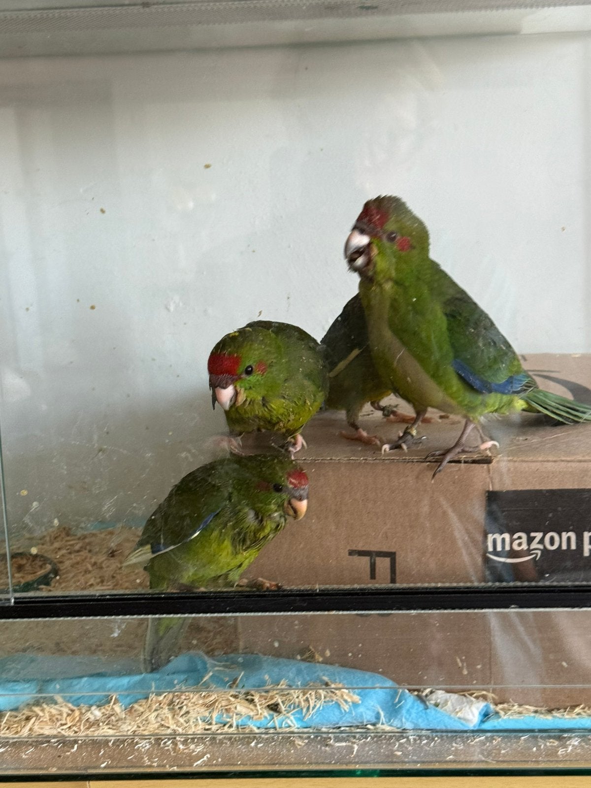 Kakariki, Enlèvement, Comme neuf