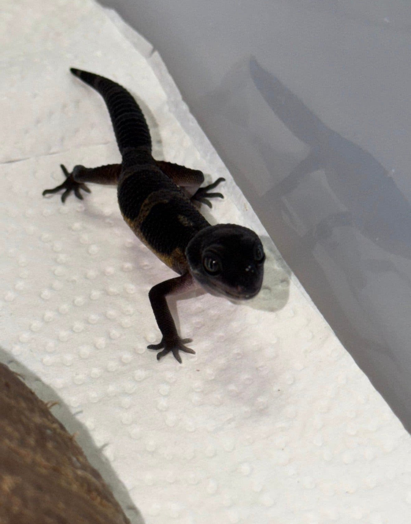 Gecko léopard entièrement noir nuit, Lézard, Domestique, 0 à 2 ans