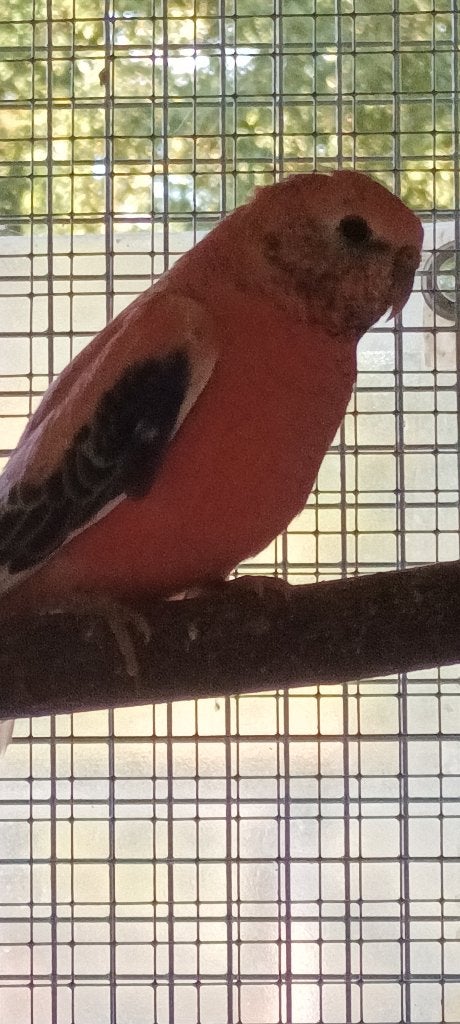 bourkes parkiet, Plusieurs animaux, Perruche, Bagué