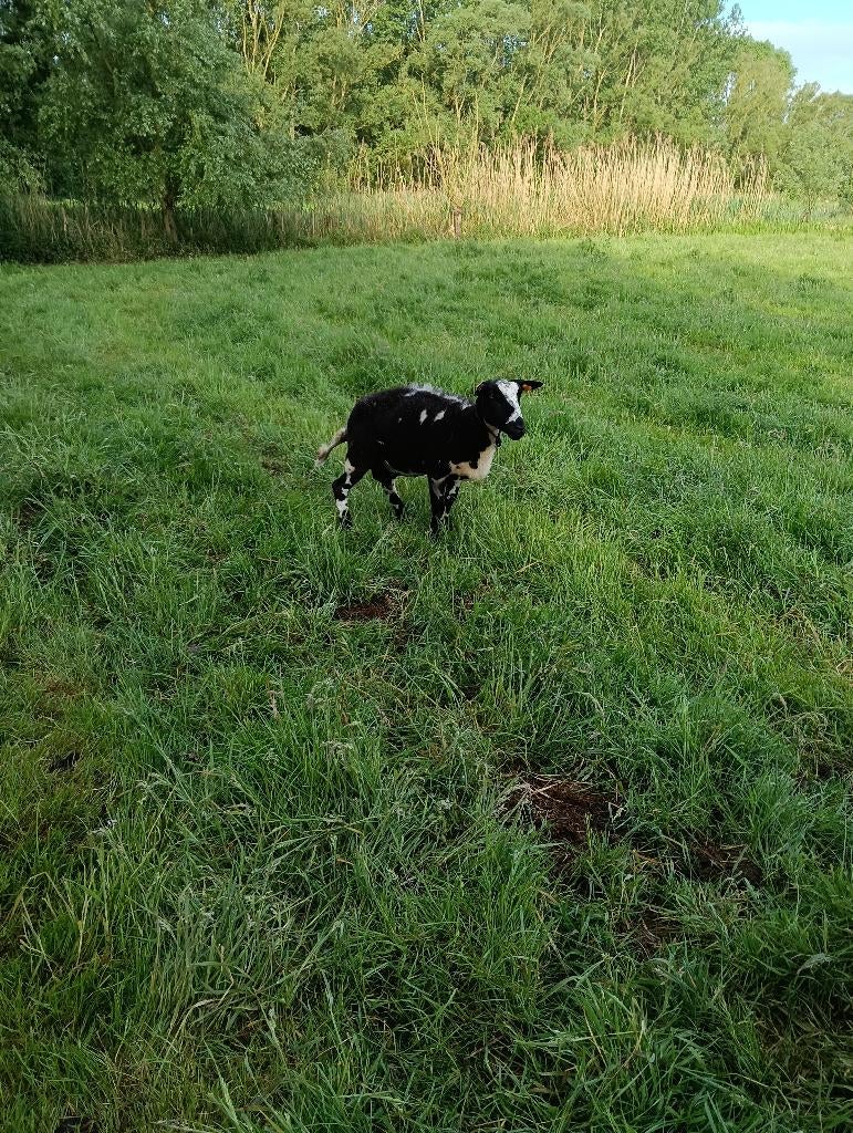 Schaap, Dieren en Toebehoren, Vrouwelijk, Schaap, 0 tot 2 jaar