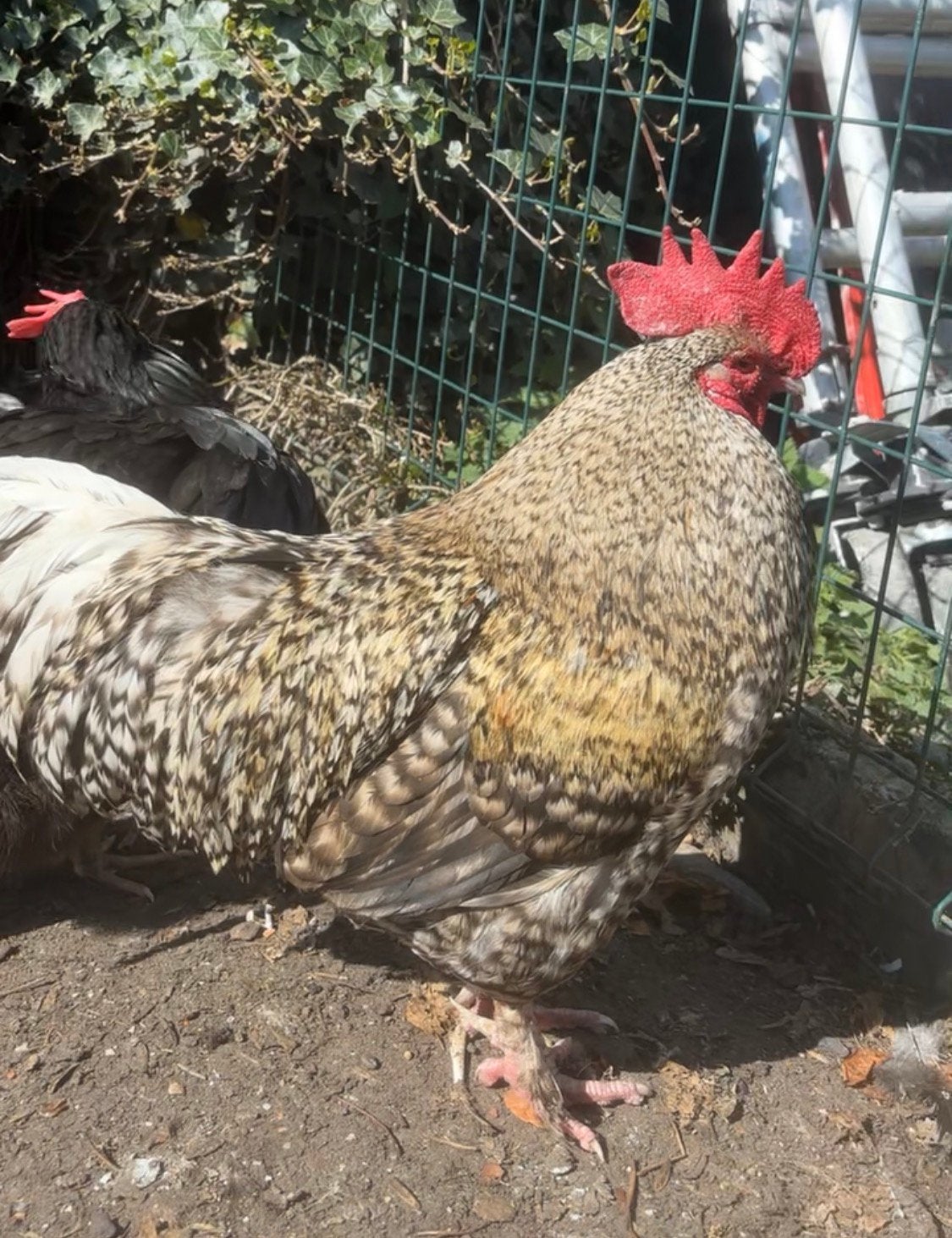 2 hanen te koop, Mâle, Poule ou poulet
