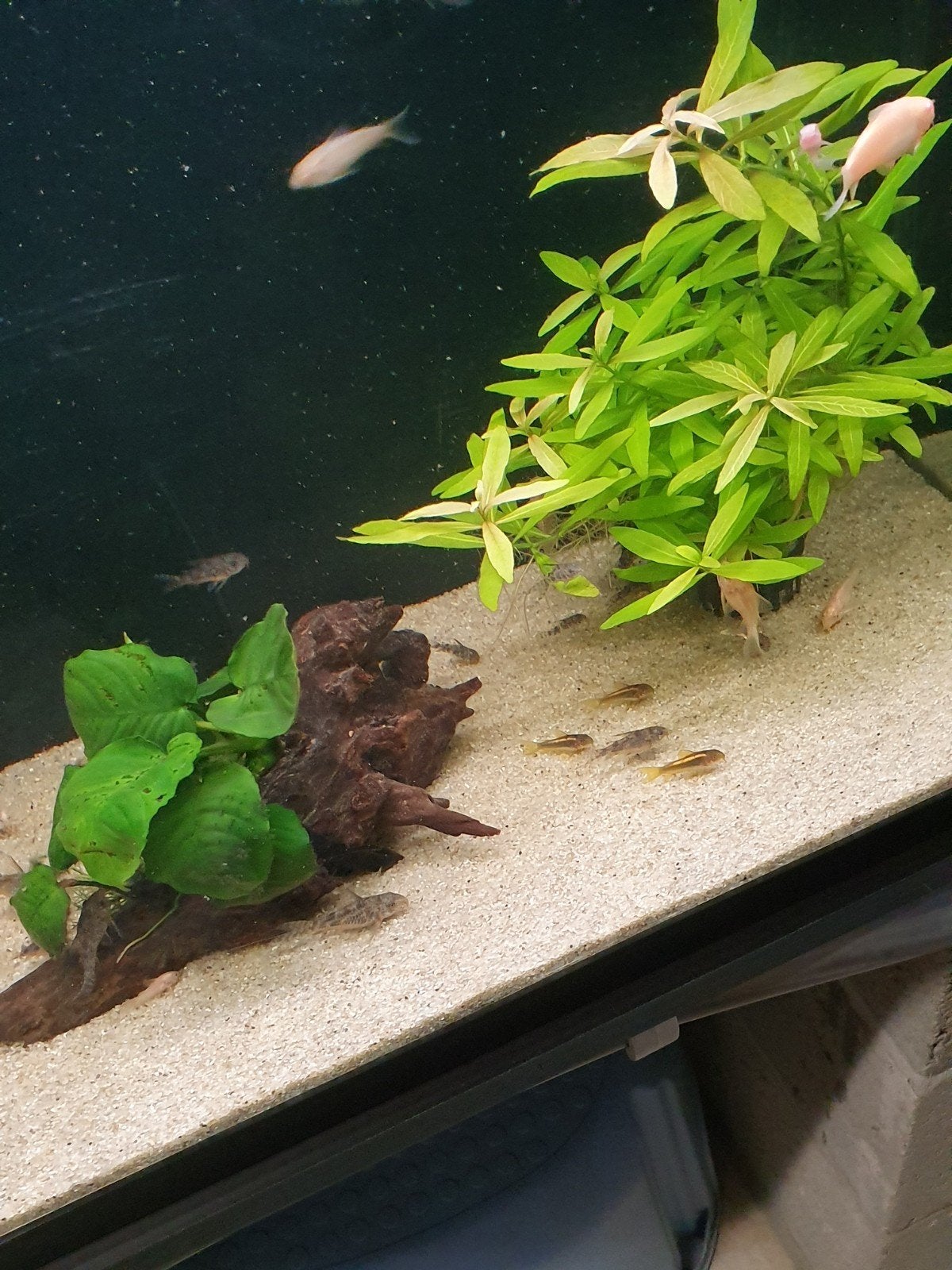 Colydoras, Dieren en Toebehoren
