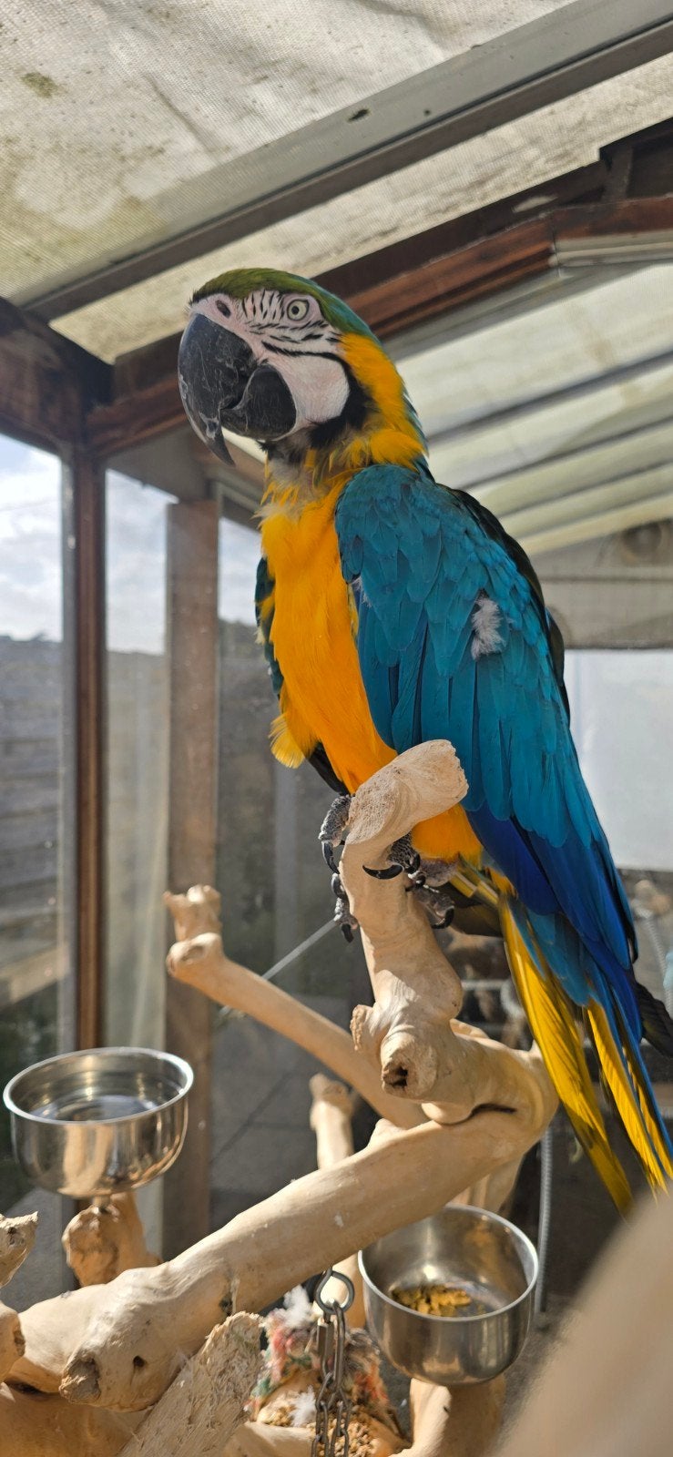 élevant un homme ara bleu et jaune mûr, Animaux & Accessoires, Mâle, Perroquet, Parleur