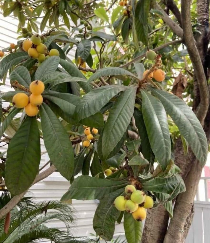 Japanse mispel bomen/loquat bomen (per stuk voor 5 euro), Ophalen