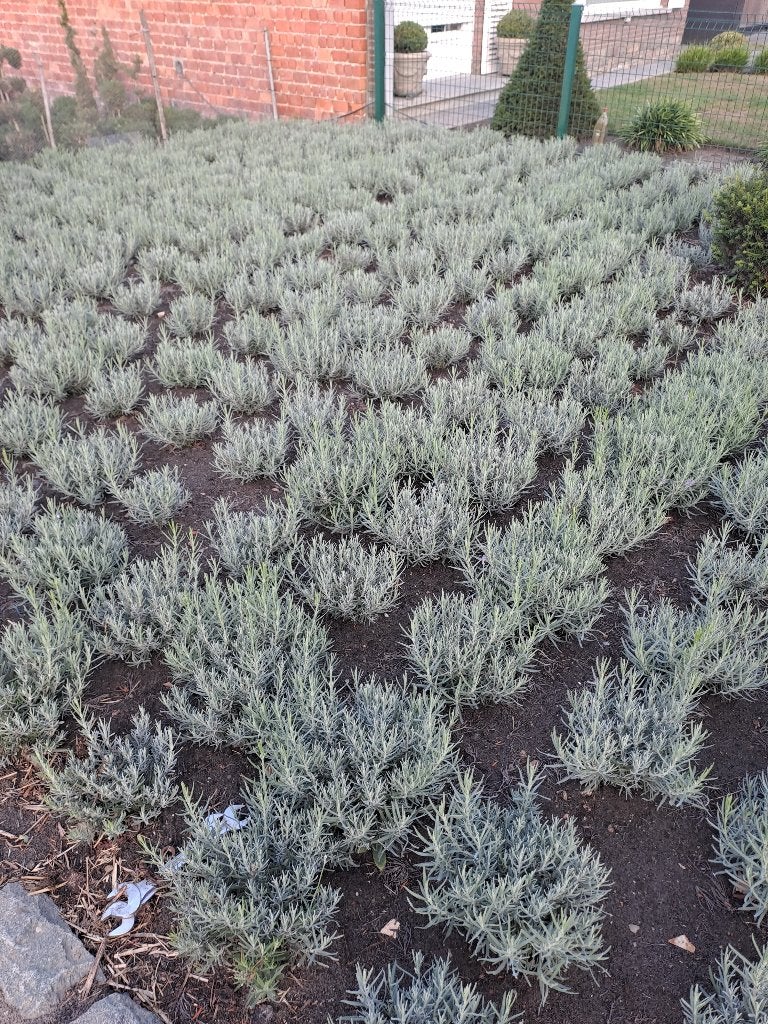 dikke bossen lavendel ,vanaf 1€, Tuin en Terras, Planten | Tuinplanten, Volle zon, Vaste plant, Lente, Ophalen