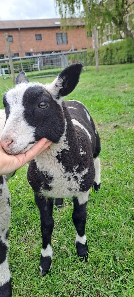 Lammetjes baggerbont te koop (ram)