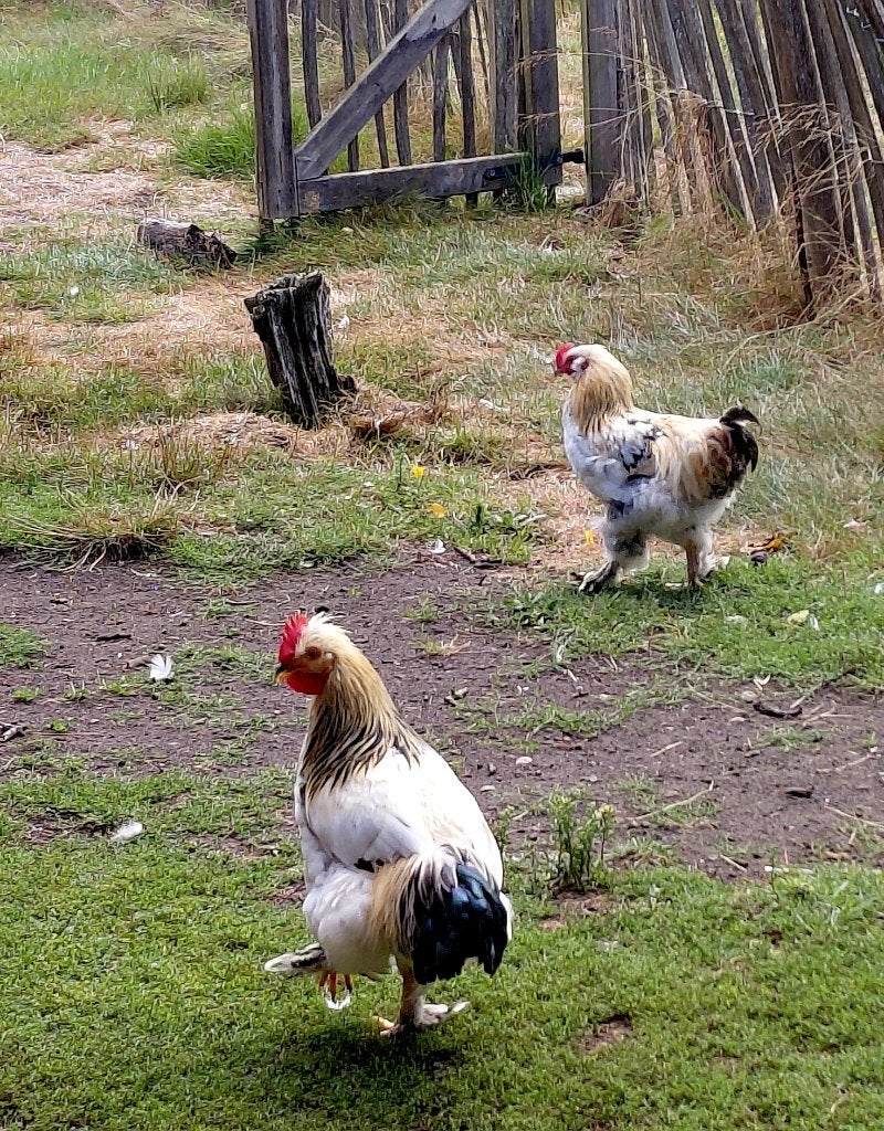 GRATIS 2 jonge hanen, Dieren en Toebehoren, Pluimvee, Mannelijk, Kip