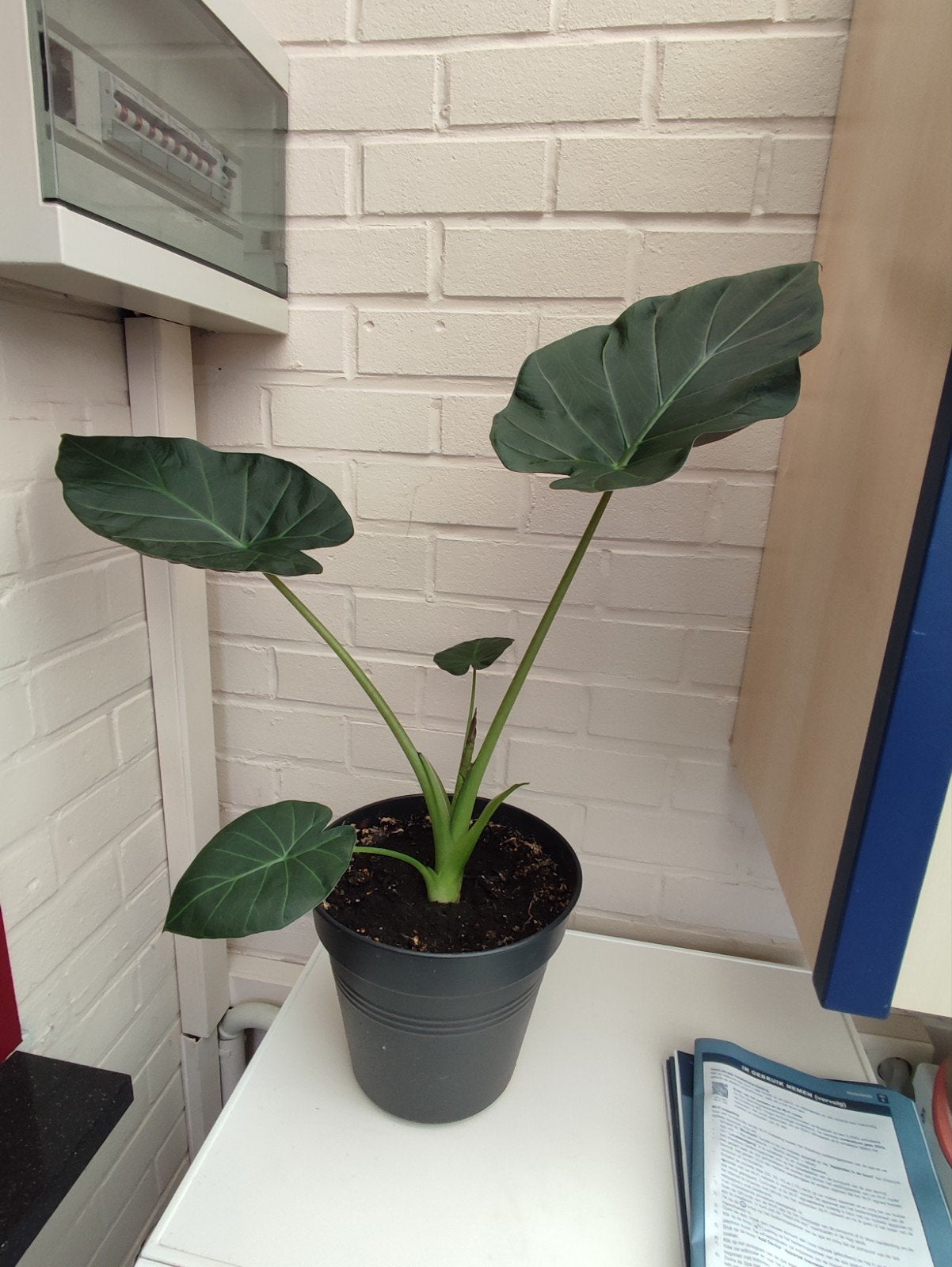 Alocasia/Oreille d'éléphant, Enlèvement
