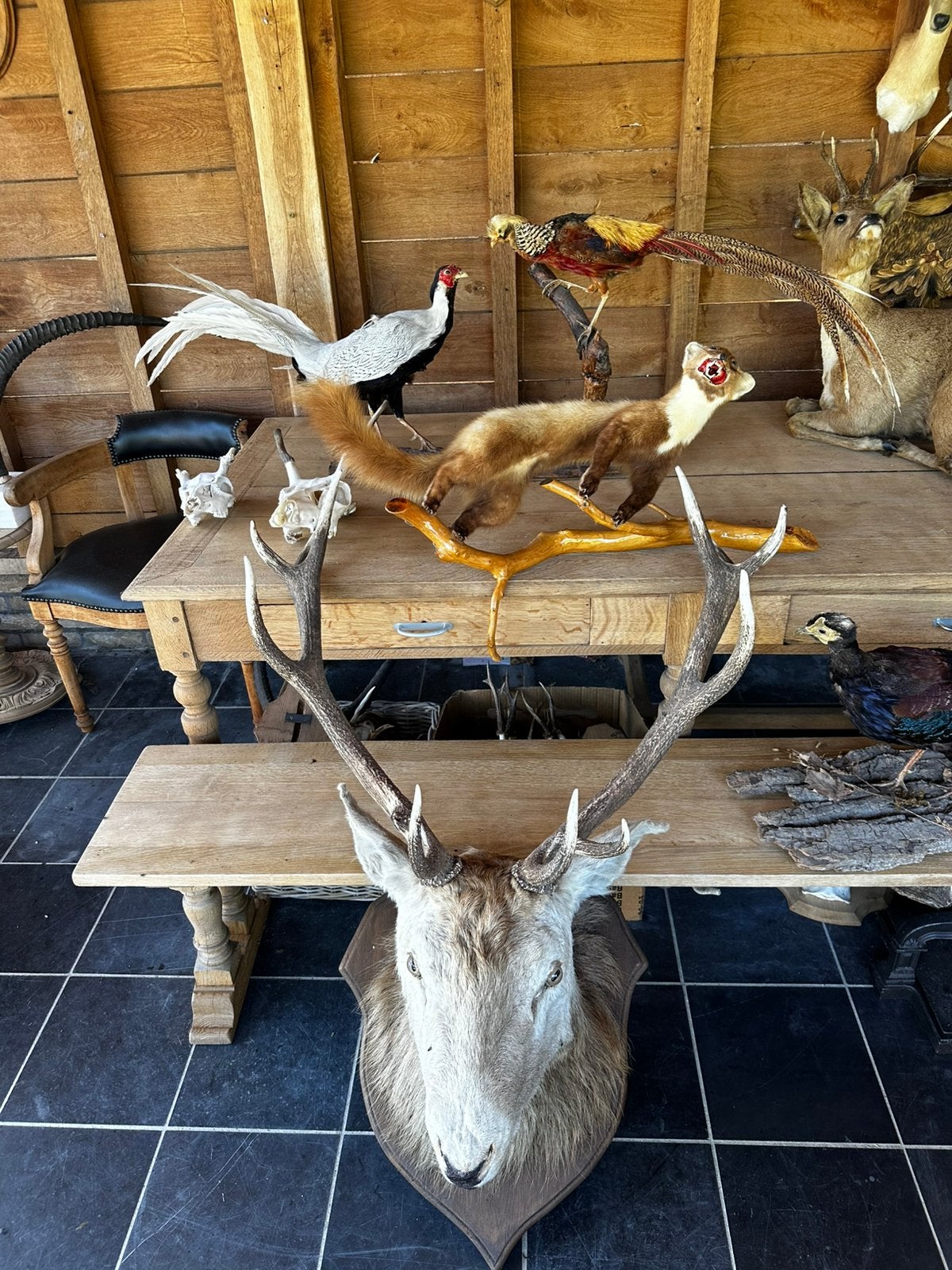 Te koop opgezette dieren, Enlèvement