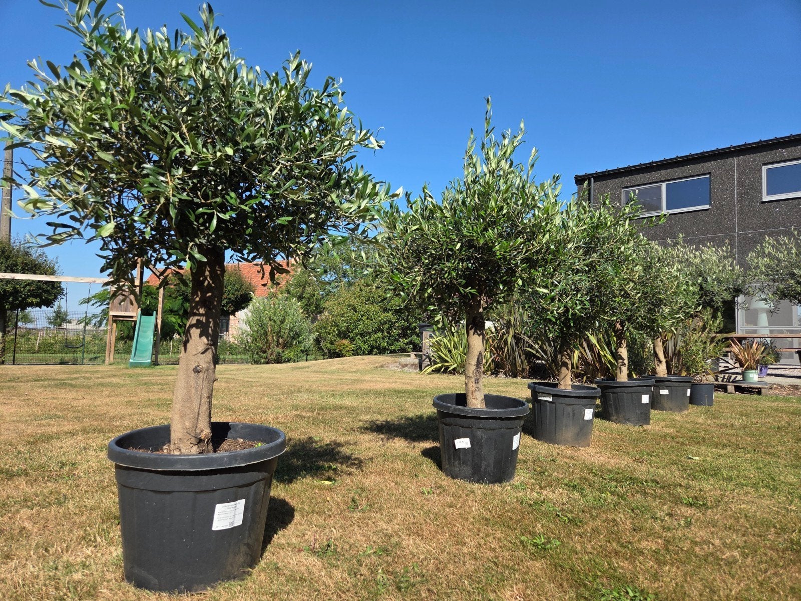 Olijfboom Olea Europaea - Terrasolijfboom, Tuin en Terras, Planten | Bomen, Ophalen, Olijfboom