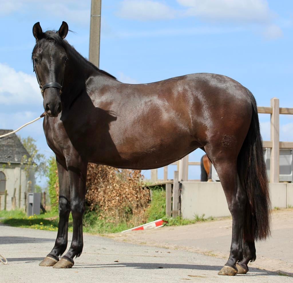 Chamante PRE merrie, Dieren en Toebehoren, Merrie, Minder dan 160 cm, Met stamboom, 0 tot 2 jaar