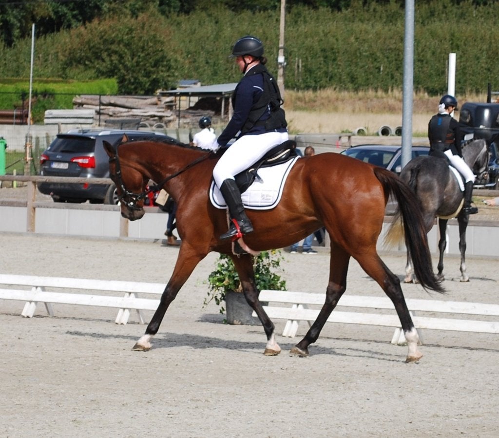 Lieve recreatieruin, Dieren en Toebehoren, Gechipt, B, Ruin, 7 tot 10 jaar