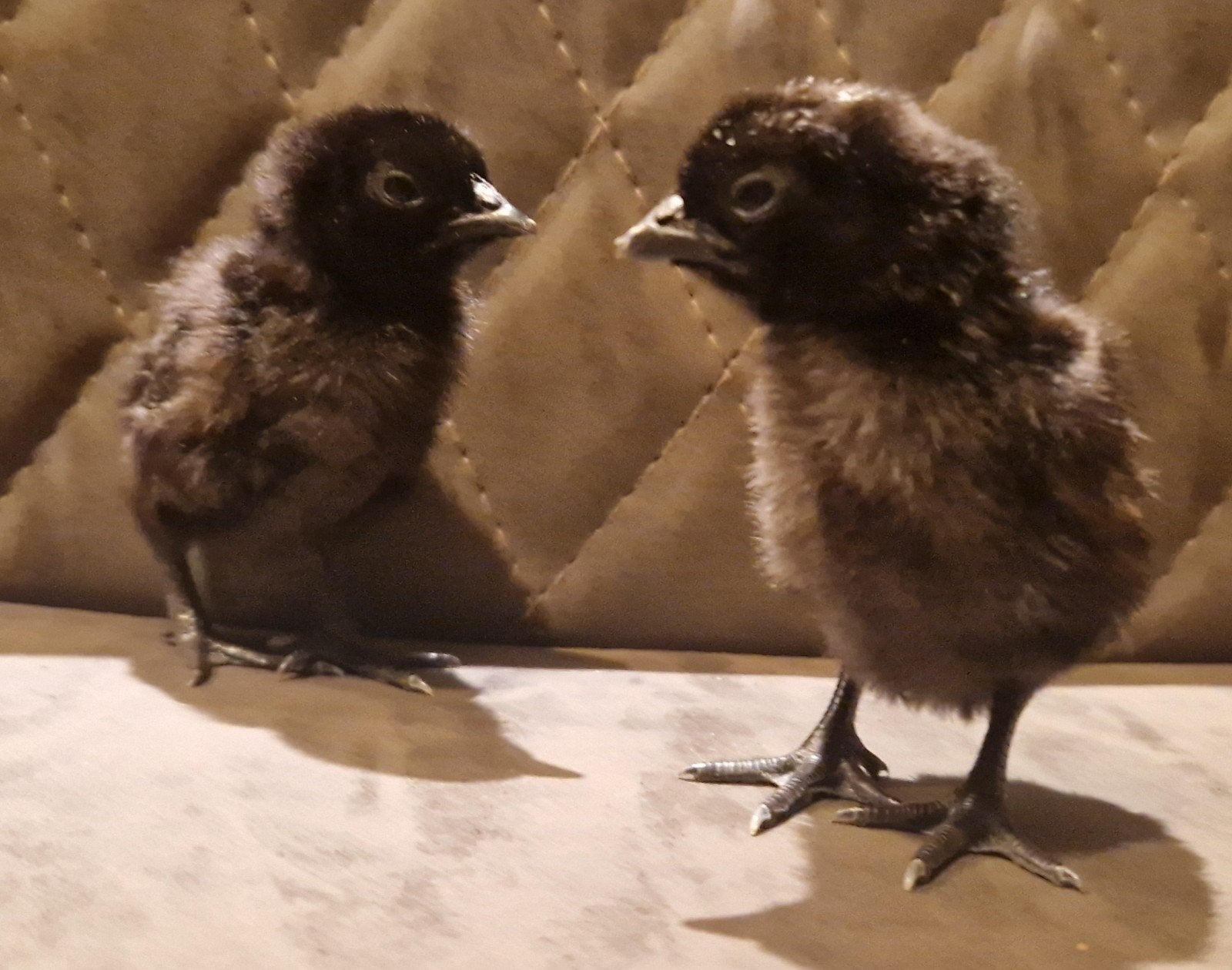 Ayam Cemani kuikens