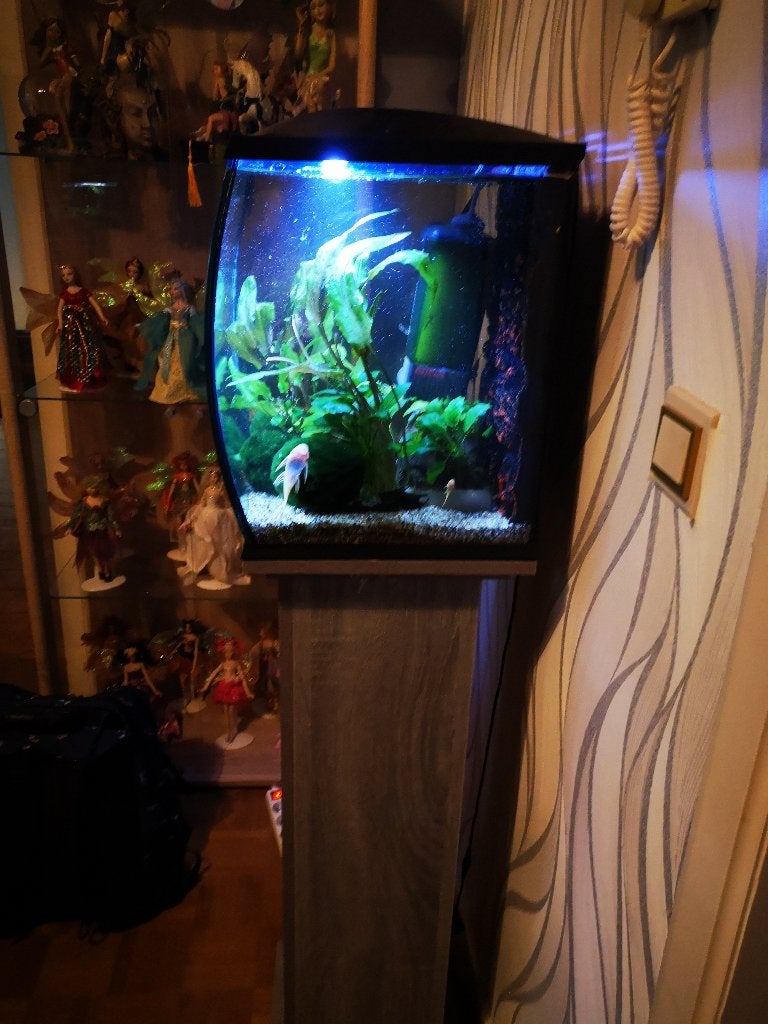 Aquarium gebogen glas 40l  met kast, Dieren en Toebehoren, Ophalen, Inclusief vissen, Eheim, Gevuld zoetwateraquarium