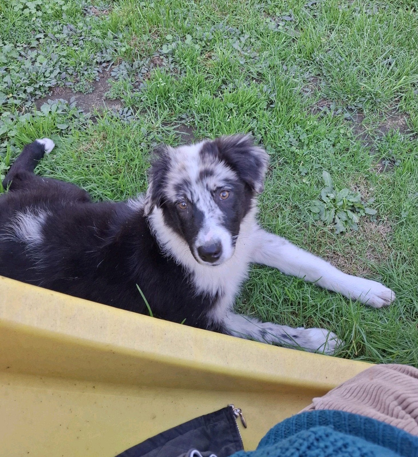 Chiot berger australien sweet blue merle femelle à la ferme, Animaux & Accessoires, 15 semaines à 1 an, Chien (mâle), Maladie de Carré (chiens)