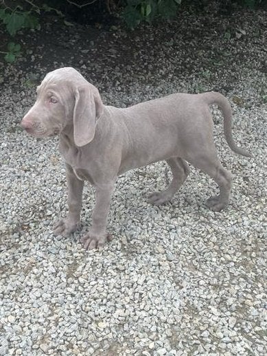 1 Weimaraner puppy teefje, Dieren en Toebehoren, België, Fokker | Hobbymatig, Overige rassen, 8 tot 15 weken