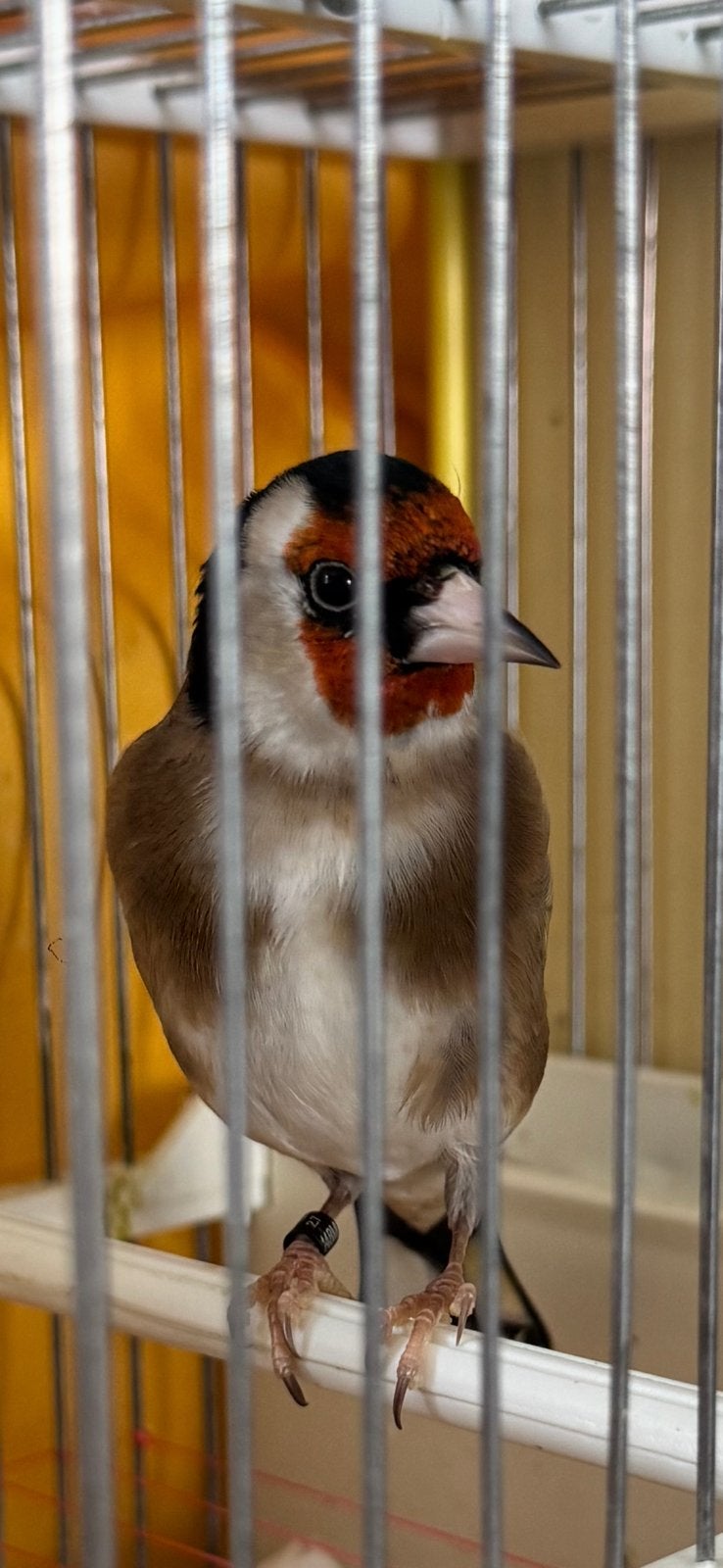 Chardonneret male, Animaux & Accessoires, Oiseaux | Oiseaux Autre