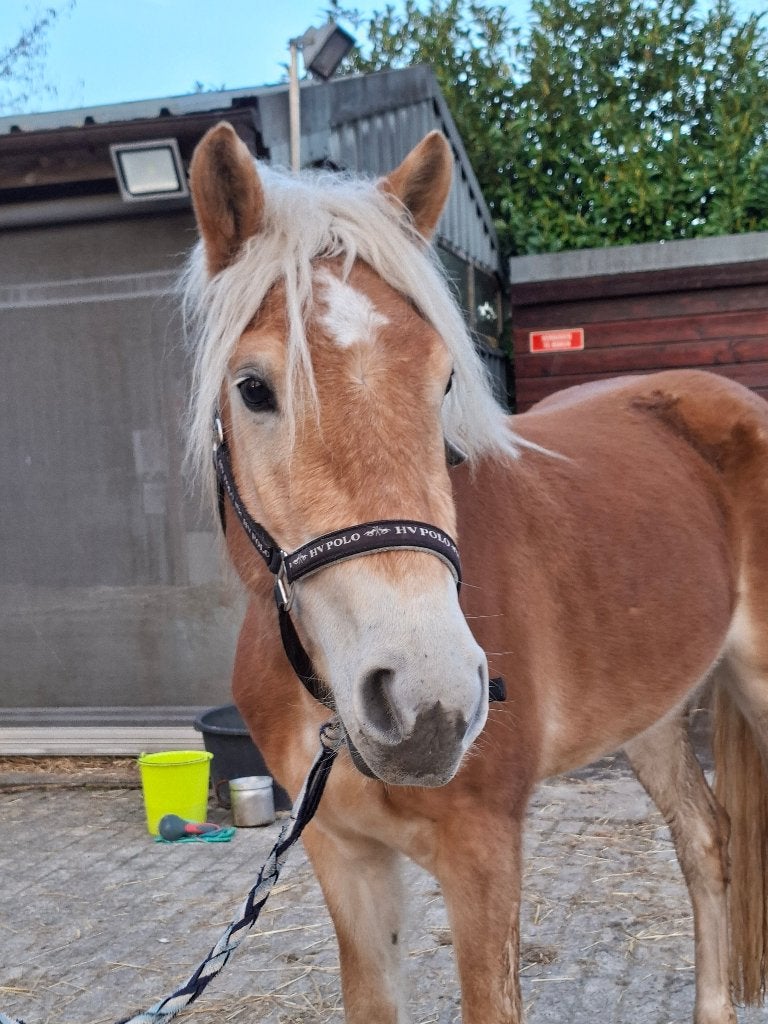 Haflinger, Dieren en Toebehoren, Merrie, Minder dan 160 cm, Met stamboom, Zadelmak
