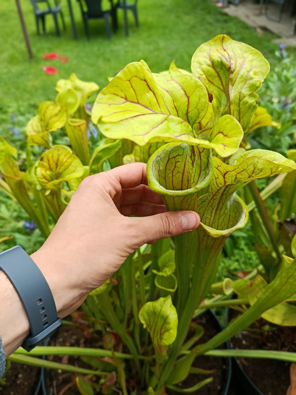 plantes carnivores sarracenia carnilandia, Jardin & Terrasse, Bulbes & Semences, Enlèvement ou Envoi, Automne, Plein soleil, Rhizome
