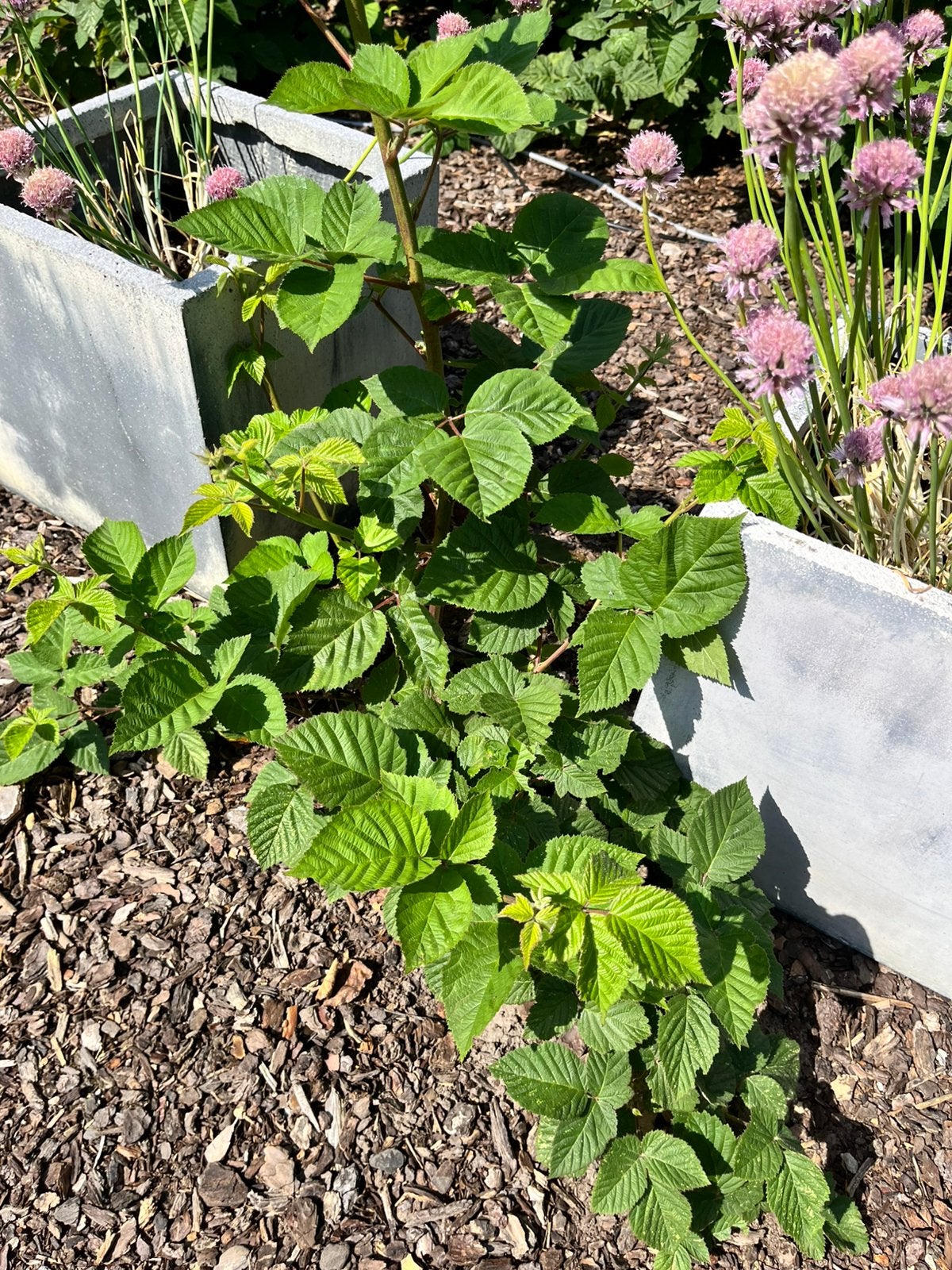 Braambes doornloos, Tuin en Terras, Planten | Tuinplanten, Ophalen