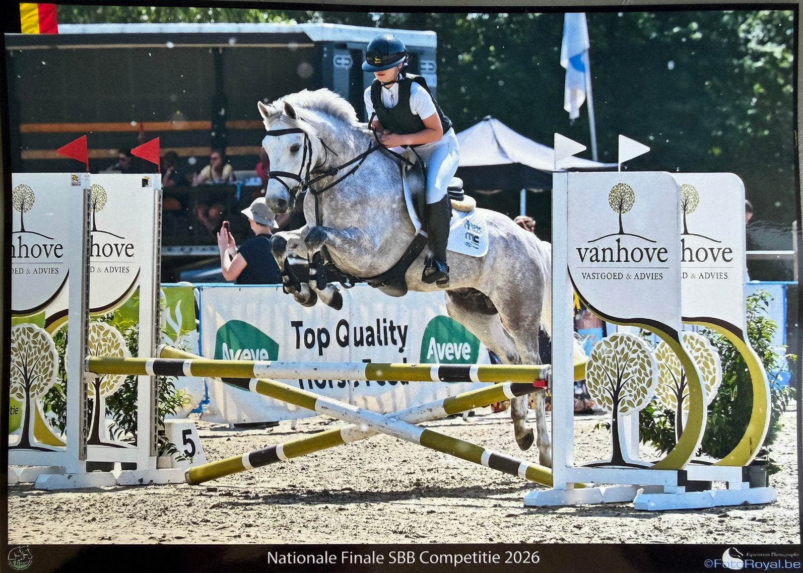 Chique 4j ruin, Dieren en Toebehoren, E pony (1.48m - 1.57m), Met stamboom, B, Ruin