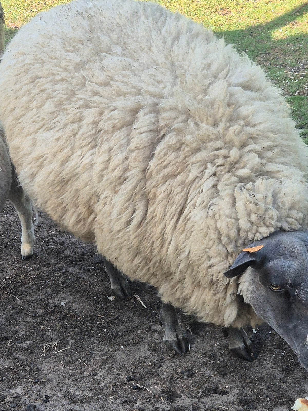 Schapen ooien te koop, Animaux & Accessoires, Moutons, Chèvres & Cochons