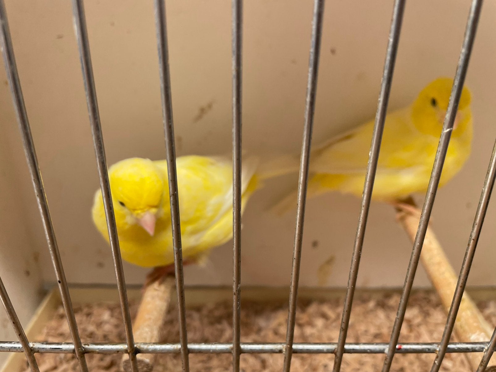 Te koop 2 kanarie popjes van 2026 heel mooie, Dieren en Toebehoren, Vrouwelijk, Kleurkanarie