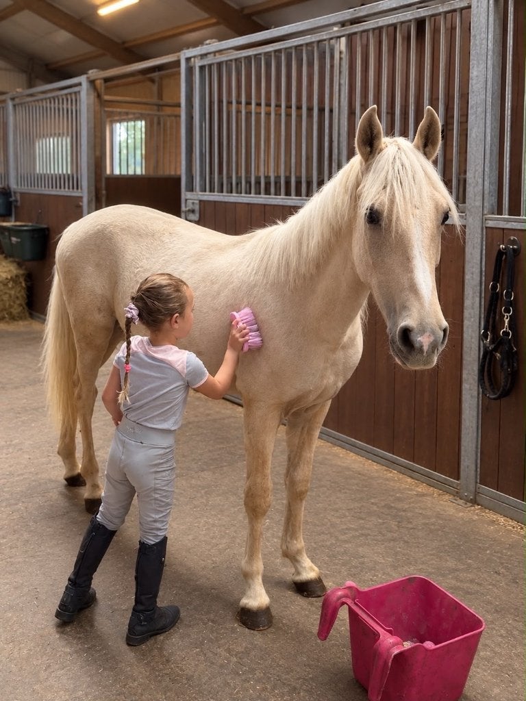 Palomino hengst, Dieren en Toebehoren, Hengst