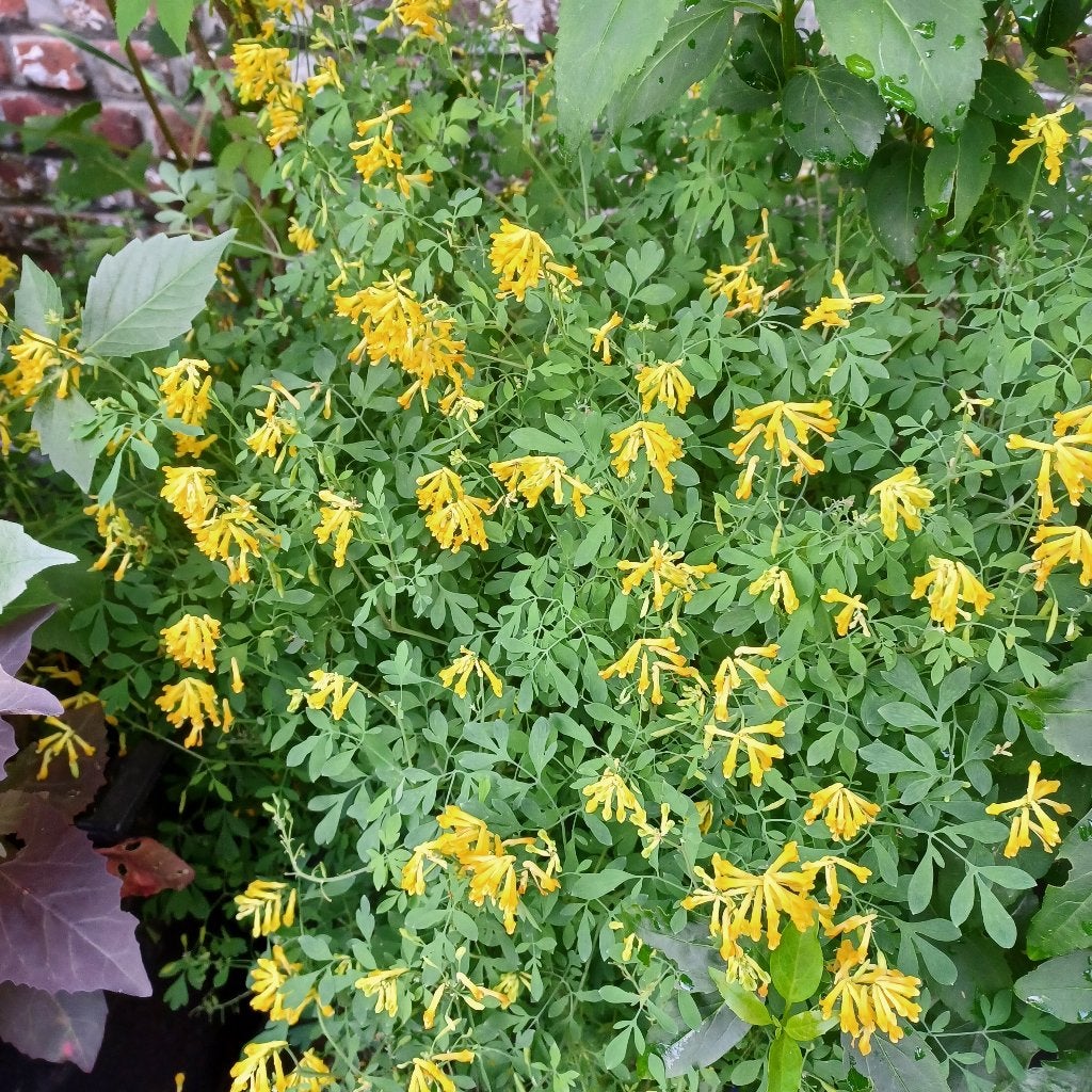 Pseudofumria lutea, Vaste plant, Halfschaduw, Zomer, Ophalen