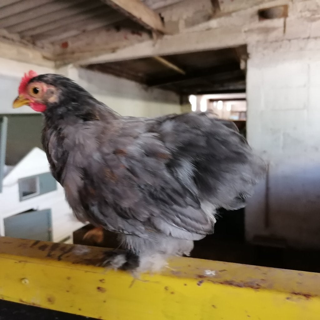 Chochin hanen en hennen - 6 maand, Meerdere dieren, Kip
