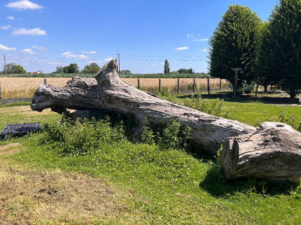 Klimboom, 6 m³ ou plus, Enlèvement, Autres essences de bois, Troncs d'arbres