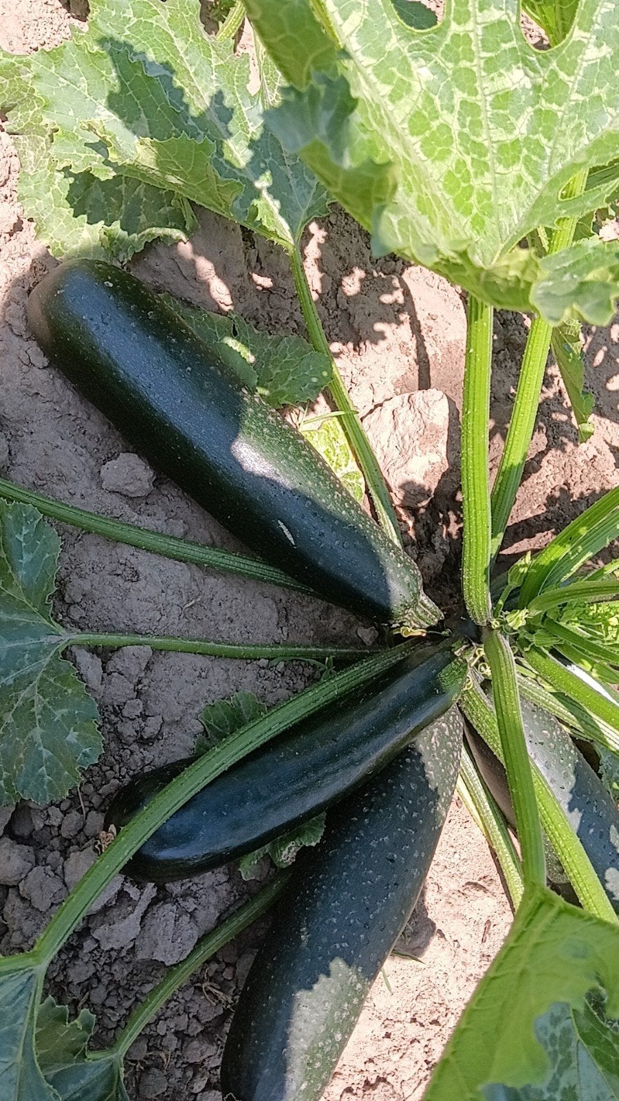 Courgette, Zakelijke goederen, Landbouw | Aardappelen, Groenten, Fruit en Vlees, Ophalen