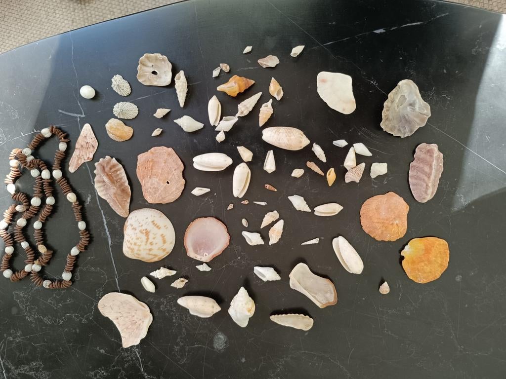 Verzameling schelpen, Verzamelen, Ophalen of Verzenden, Schelp(en)