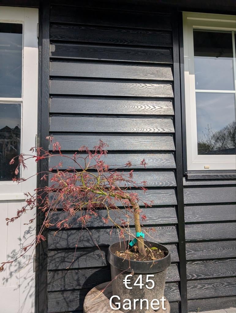 Acer dissectum Garnet. Rode japanse esdoorn, Enlèvement, En pot