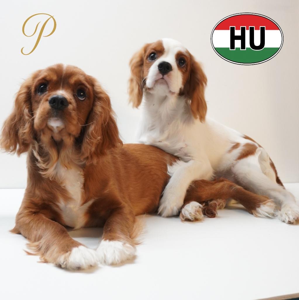 Cavalier King Charles – elegante reutjes met stamboom, Dieren en Toebehoren, 15 weken tot 1 jaar, Buitenland, Parvo, Meerdere