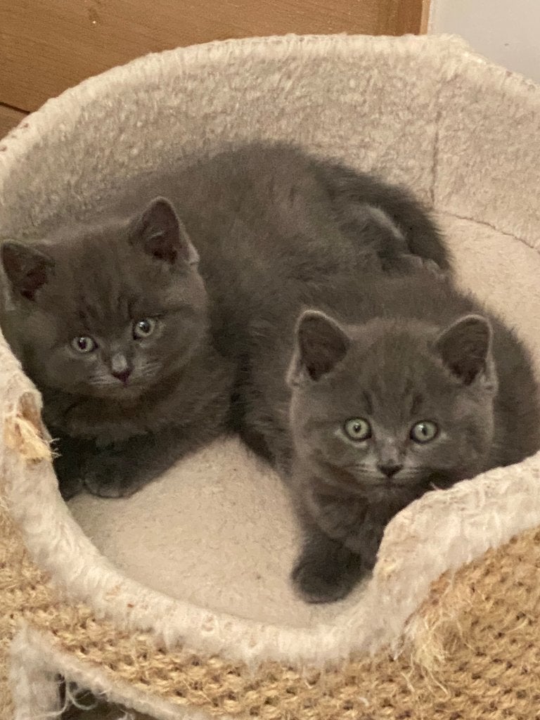 Britse korthaar, Kater, Gechipt, 0 tot 2 jaar