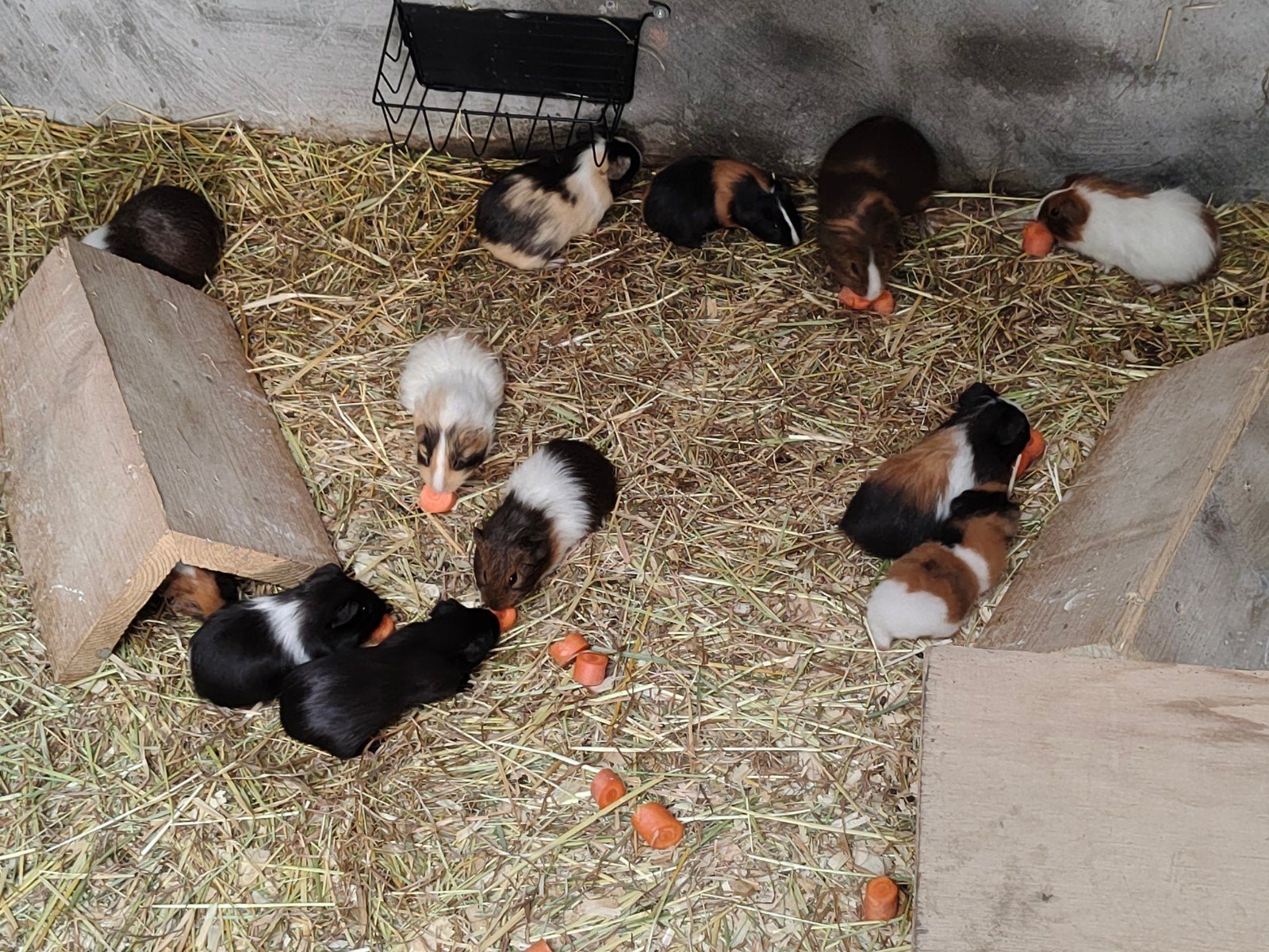 Cavia's, Dieren en Toebehoren, Ophalen, Cavia