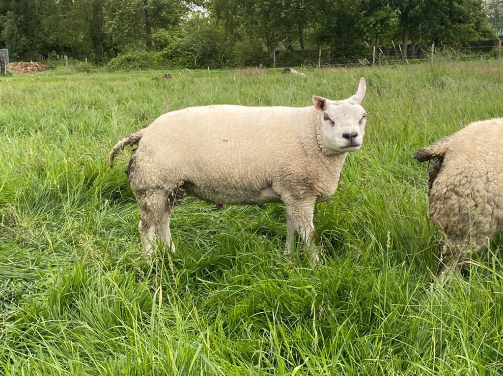 Texel ram, Dieren en Toebehoren, Schapen, Geiten en Varkens, Mannelijk, Schaap, 0 tot 2 jaar