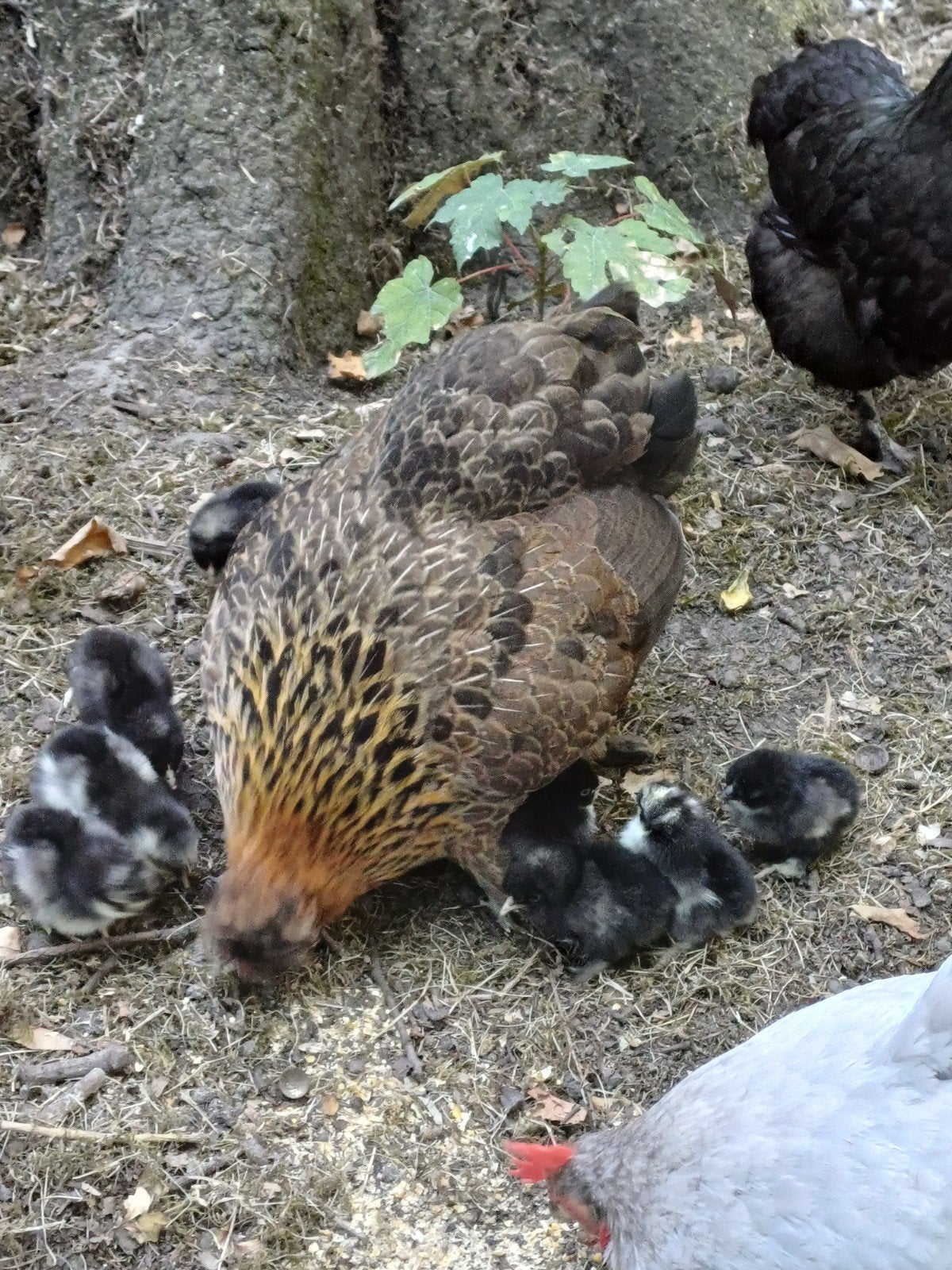 kuikens te koop 1week oud, Geslacht onbekend, Kip