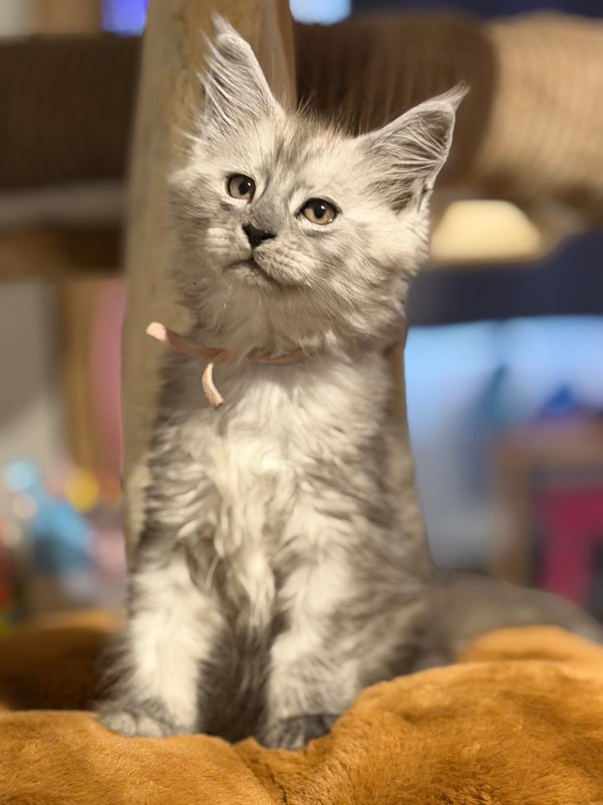 Maine Coon poesje met kampioen Stamboom.✨🏆, Chatte ou Chat, Avec pedigree, 0 à 2 ans