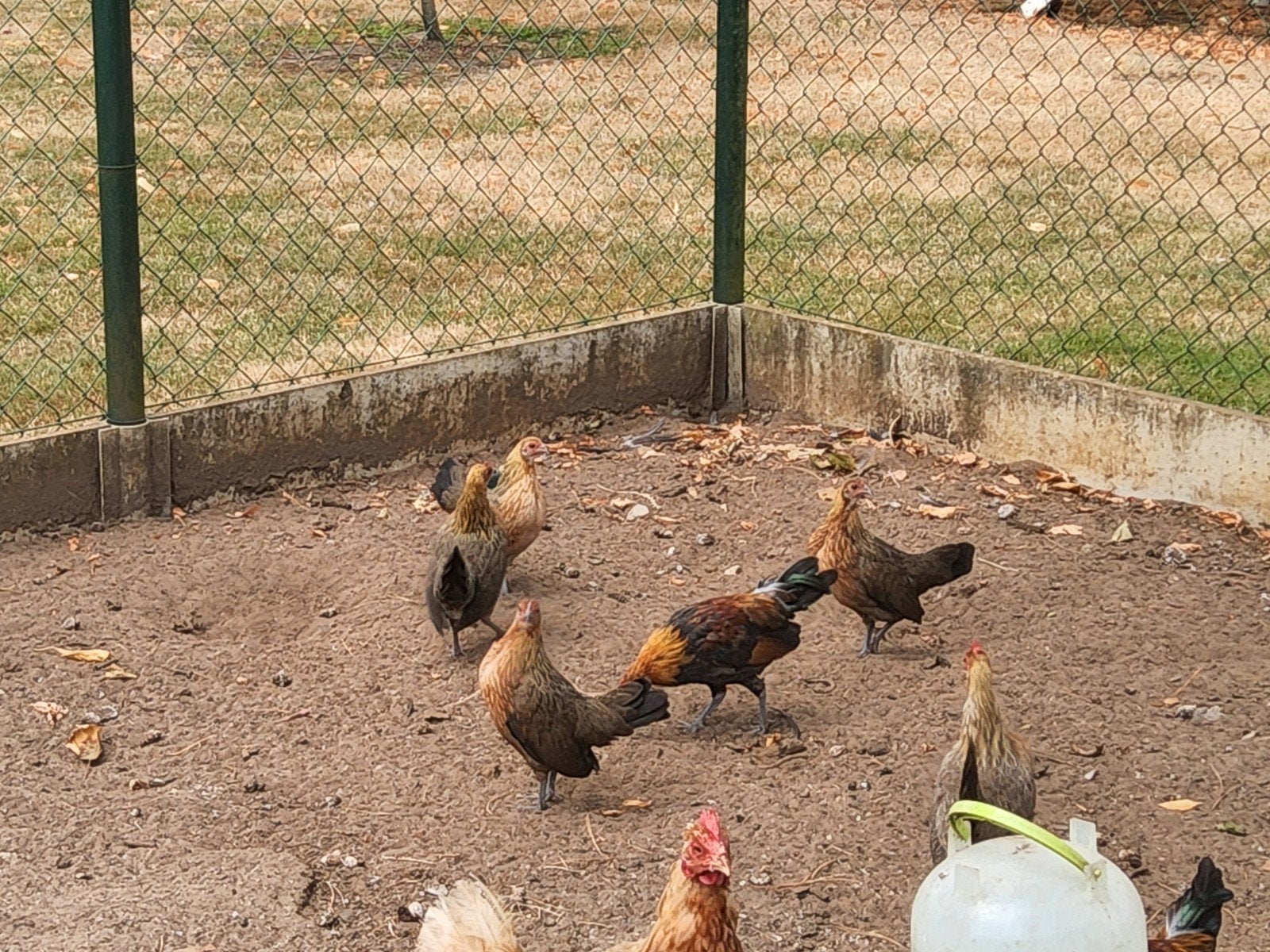 Patates hollandaises, Animaux & Accessoires, Volatiles, Poule ou poulet
