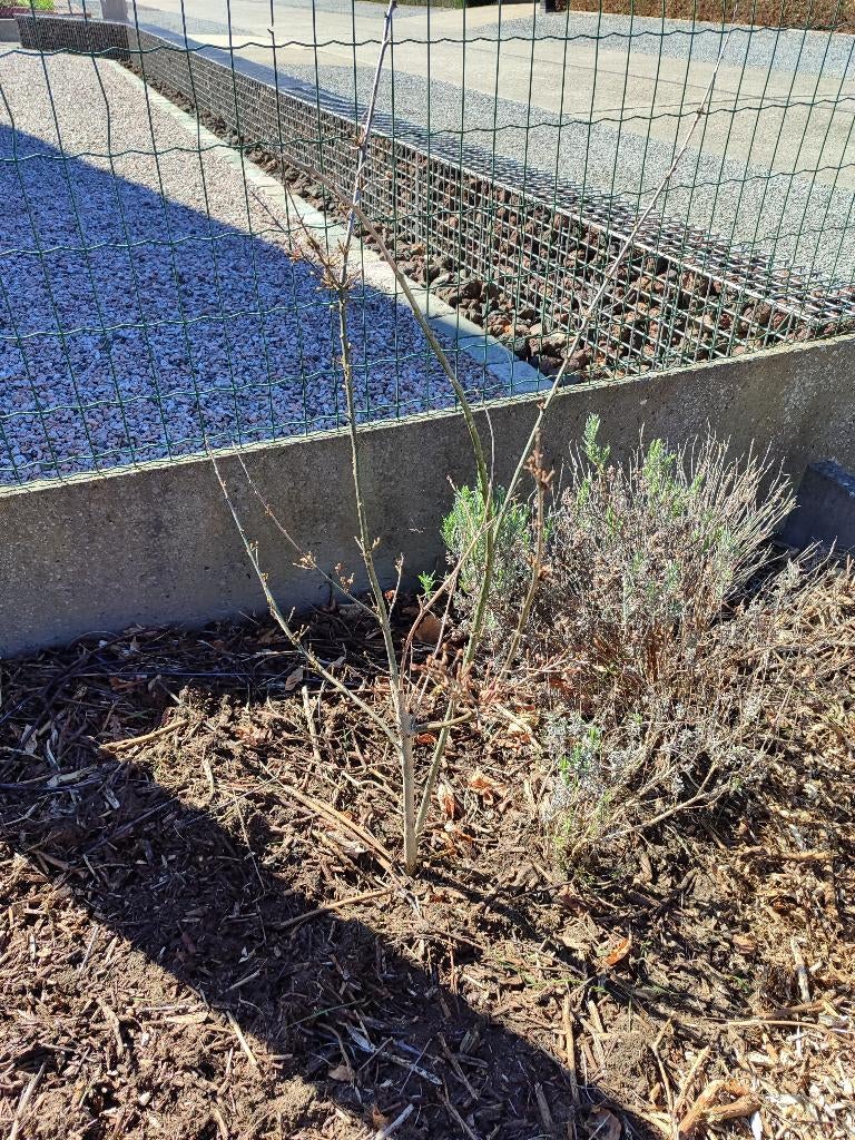 Eiken boom, Tuin en Terras, Winter, Overige soorten, 250 tot 400 cm, Ophalen