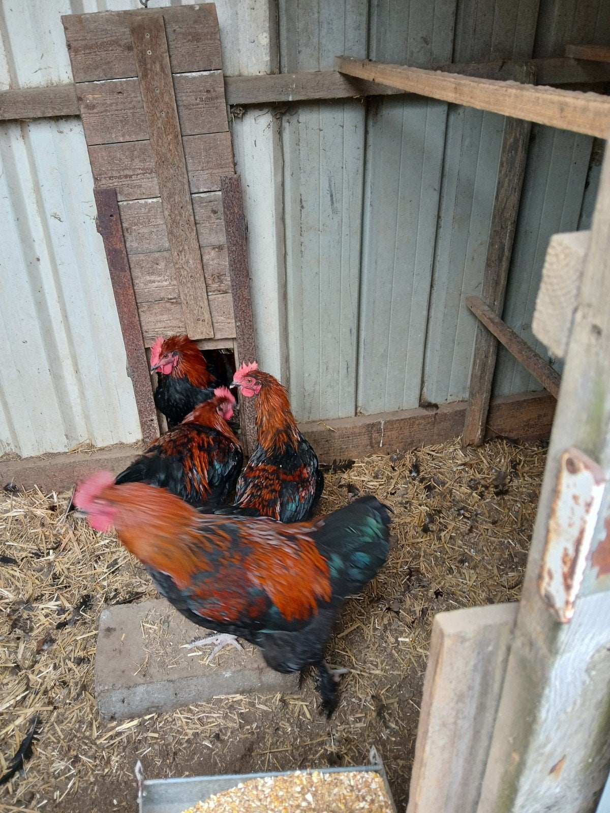 Grote marans hanen, Dieren en Toebehoren, Pluimvee