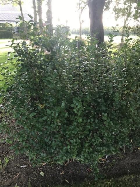 liguster, Jardin & Terrasse, Plantes | Arbustes & Haies, Enlèvement, Troène, Haie, 100 à 250 cm