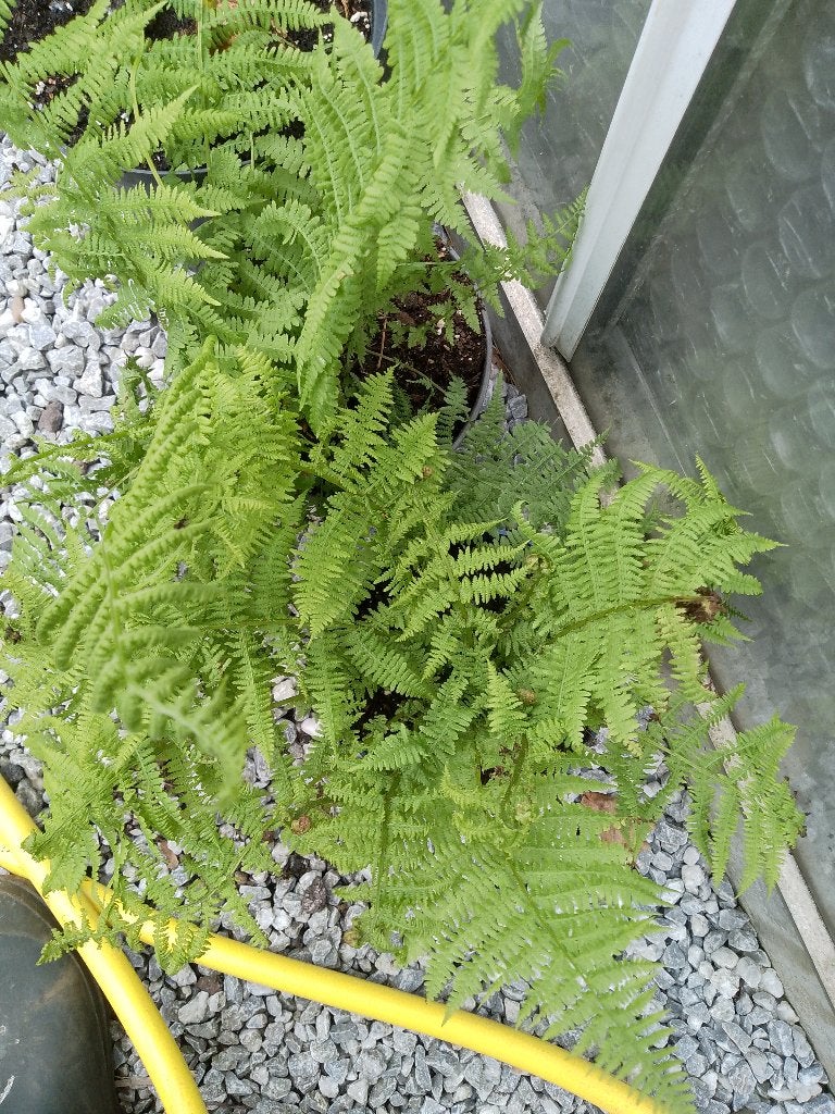 varens, Tuin en Terras, Planten | Tuinplanten, Ophalen, Varens