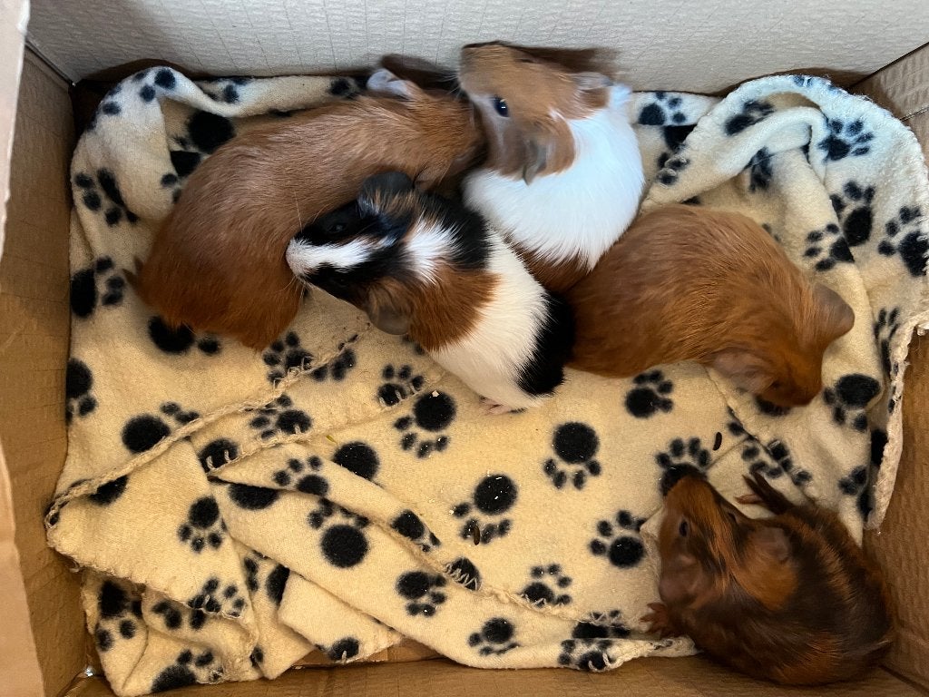 Cavia jongens, Animaux & Accessoires, Octobre, Mâle, Domestique, Cobaye